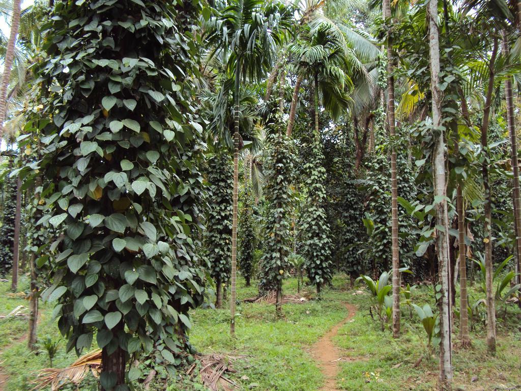 Вілла Dudhsagar Plantation Cormonem Екстер'єр фото