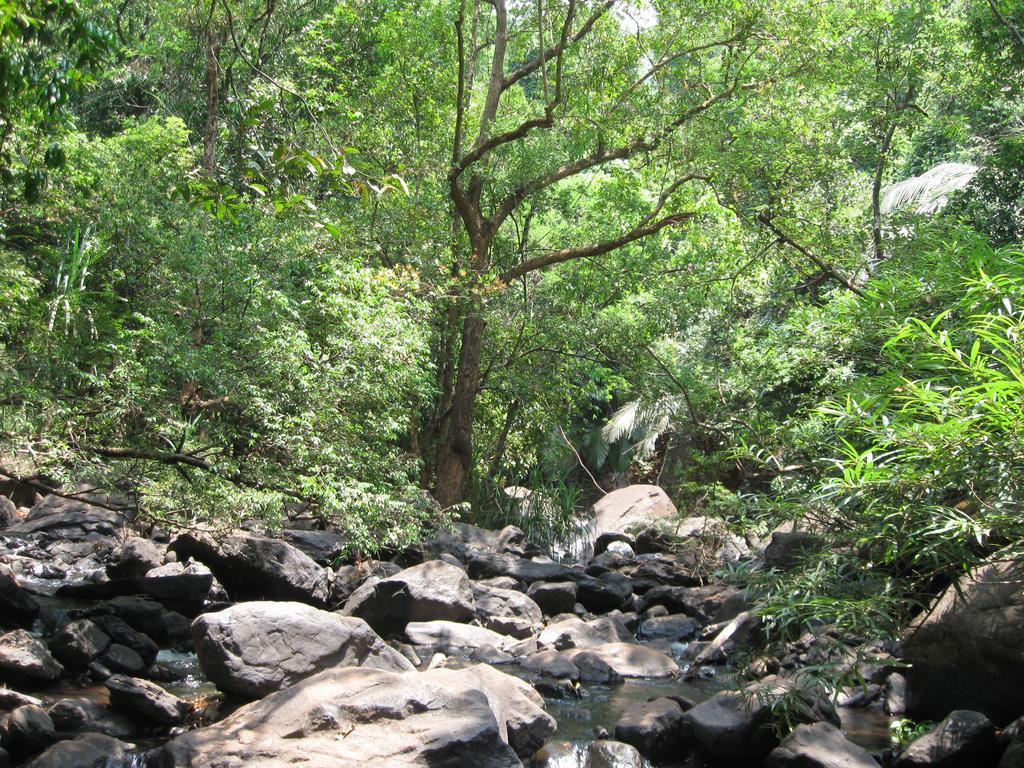 Вілла Dudhsagar Plantation Cormonem Екстер'єр фото